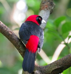 crimson-collared tanager