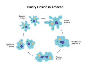 Binary fission in amoeba. Vector educational illustration - obrazy, fototapety, plakaty