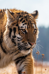 Siberian Tiger running. Beautiful, dynamic and powerful photo of this majestic animal. Set in environment typical for this amazing animal. Birches and meadows