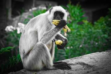 black monkey eating banana !
