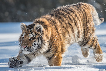 Siberian Tiger running. Beautiful, dynamic and powerful photo of this majestic animal. Set in environment typical for this amazing animal. Birches and meadows