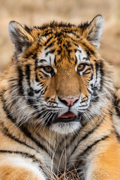 Siberian Tiger running. Beautiful, dynamic and powerful photo of this majestic animal. Set in environment typical for this amazing animal. Birches and meadows