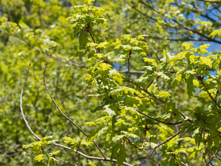 (Quercus robur) Chêne pédonculé à branches tortueuses, rameaux lisses brun vert au feuillage vert-jaune à vert foncé 
