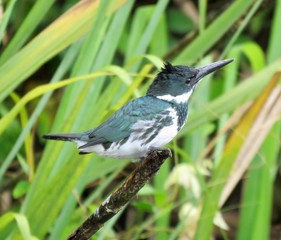 kingfisher on a branch 