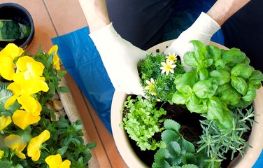 Young man planting herbs, plants, flowers at a balcony in a big cheramic pot on a beautiful spring...