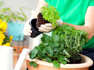 Young man planting herbs, plants, flowers at a balcony in a big cheramic pot on a beautiful spring day.