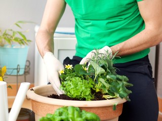 Young man planting herbs, plants, flowers at a balcony in a big cheramic pot on a beautiful spring day.