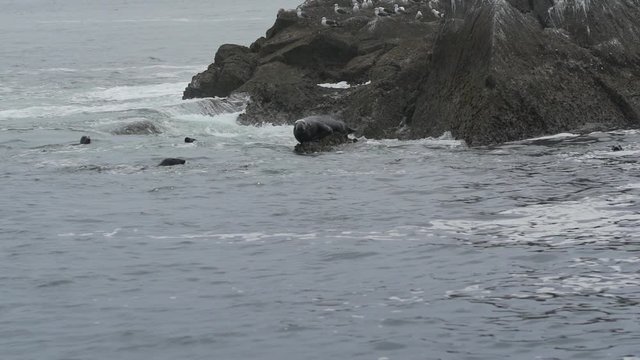 Seals in wild Atlantic off the coast of Ireland