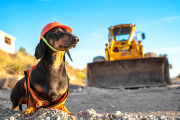 proud Dachshund dog, black and tan, in an orange construction vest and helmet standing against a...