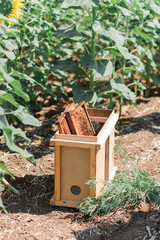 bird feeder in the garden