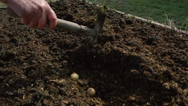 Planting onions in a row in an organic garden with a senile hand in the ground