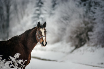 Koń w zimowej scenerii.