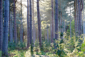 Naklejka premium Wheldrake Woods