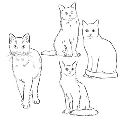 Naklejka premium Cats set, vector illustration, hand-drawn cute fluffy cats. domestic cat set vector sketch illustration
