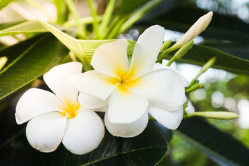 white frangipani flowers on a bunch of tree,sunlight ray.