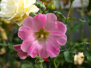 Pink hollyhock flowers with a green background.