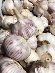 Fresh garlic on the market close up