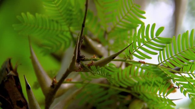 Hormigas Naturaleza