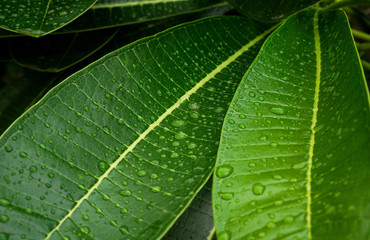 Water drops on frangipani leaves in rainy time.