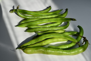 Fava Maggio
