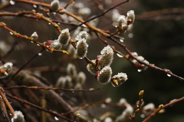 Spring flowering willow tree on the street