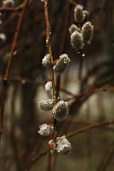 Spring flowering willow tree on the street