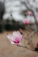 Fototapeta premium Pink magnolia flowers bloom close up. Beautiful gentle pink flowers bloom in garden