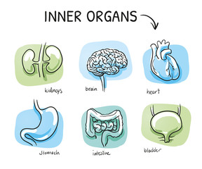Set of different human inner organs as brain, heart, stomach, intestine, kidneys and bladder, for medical info graphics. Hand drawn cartoon sketch vector illustration, marker coloring on blue green 