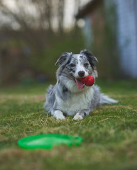 A blue merle border collie sits on the grass with a red toy.
