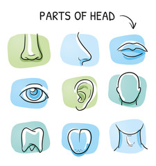 Set of different human parts of the head, for medical info graphics on green and blue tiles. Hand drawn cartoon sketch vector illustration, marker style coloring. 