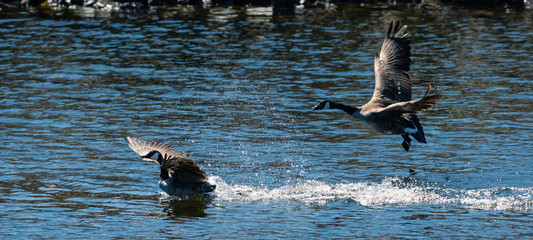 Obraz premium Canada Geese In Flight