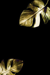 Gold leaf monstera isolated on a black background. Trendy design. Minimalism