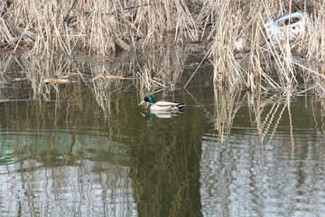 ducks on the river