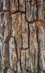 Obraz premium The surface of an old tree