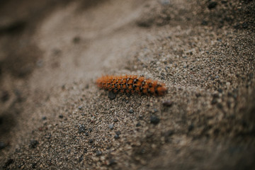 oruga