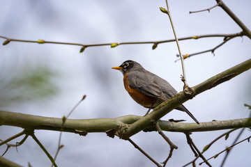Robin Tree