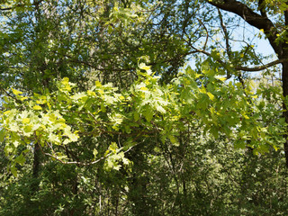 (Quercus robur) Chêne pédonculé ou chêne blanc,  au feuillage vert-jaune à vert foncé printanier, ramure lisse brun vert, branches horizontales noueuses grisâtre