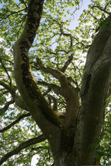 Tree in the Park
