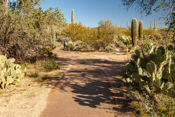 Desert landscape along the Desert discovery trail at Saguaro National Park in Arizona, USA. ...