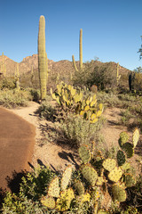 Desert landscape along the Desert discovery trail at Saguaro National Park in Arizona, USA.  Features 175-200 year old Saguaro Cactus plants.
