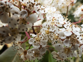Fleurs blanches sur un arbuste