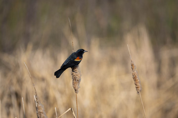 Black bird field