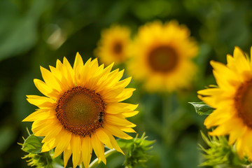 sunflowers at the field in summer