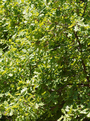 (Quercus robur) Chêne pédonculé ou chêne blanc,  au feuillage vert-jaune à vert foncé printanier, ramure lisse brun vert, branches horizontales noueuses grisâtre