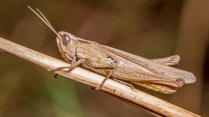 grasshopper 23