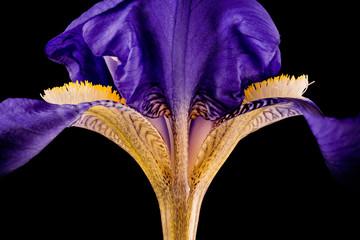 iris flower, macro view