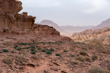 Fototapeta premium Green plants grow in the shade of a large rock on pink sand and stones