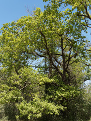 (Quercus robur) Chêne pédonculé à houppe ou cime en dôme, branches tortueuses, rameaux lisses brun vert au feuillage vert-jaune au printemps