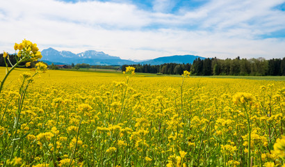 Obraz premium Idyllisches Rapsfeld im Frühling