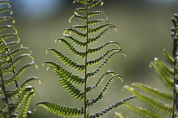 Zielona paproć makro © Monika
